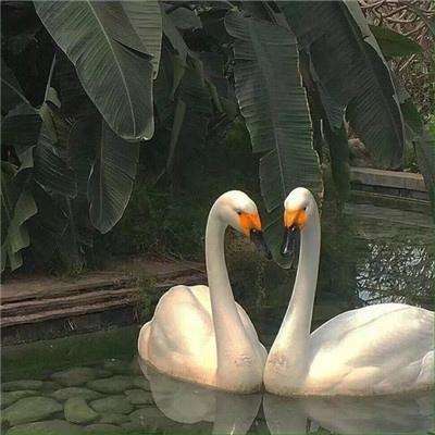 开云体云appapp下载